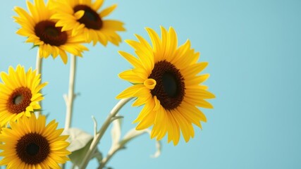 Obraz premium Sunflowers bloom against a bright blue sky, their vibrant yellow petals contrasting beautifully with the serene backdrop.