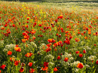 Poppy fields on the hills near the mountains. Photo of a beautiful bright summer landscape. Beautiful red poppies flowers.