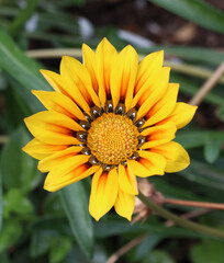 Gazania is blooming in the flower garden