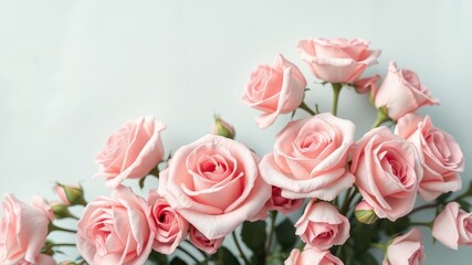 Naklejka premium Delicate pink roses bloom softly against a pale blue background, their petals unfurling in a graceful display of natural beauty.
