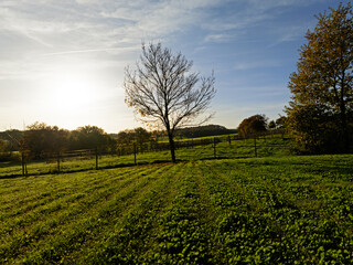 Perspective et nature