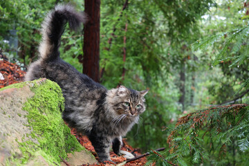 Cats hunt in forests and other environments using a process of searching, stalking, and capturing prey. Hunting is a natural instinct for cats, and it's an important part of their lives.