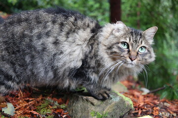 Cats hunt in forests and other environments using a process of searching, stalking, and capturing prey. Hunting is a natural instinct for cats, and it's an important part of their lives.