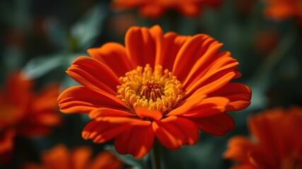 A vibrant orange flower with delicate petals and a captivating center, showcasing the intricate beauty of nature's design.