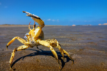 Red Sea ghost crab (Ocypode saratan) in an attack pose on a photographer. Bright Claw as a threat releaser, aggressive behavior. Gulf of Oman, Arabian Sea