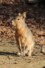 Patagonian mara (Dolichotis patagonum), also known as the Patagonian cavy. Wild life animal.
