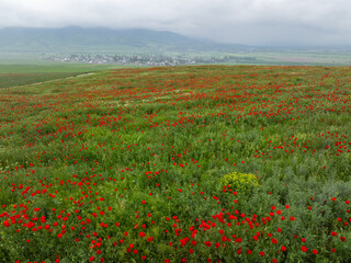 Poppy fields on the hills near the mountains. Drone photo of a beautiful bright summer landscape. Beautiful red poppies flowers. Clouds on the sky.