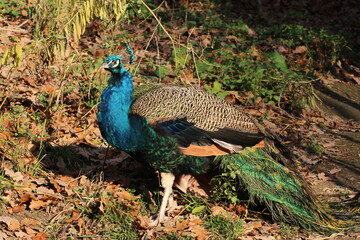 Fototapeta premium The Java Green Peacock (Pavo muticus) is a stunning bird species native to the island of Java in Indonesia. Known for its vibrant green and blue plumage, this peacock stands out with its iridescent 