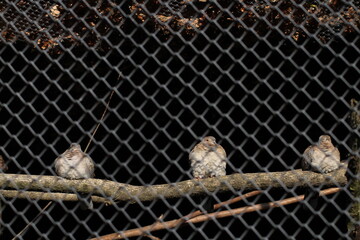 Birds in a cage in a zoo