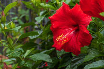 Close-up of a vibrant red hibiscus flower surrounded by lush green leaves. Dewdrops enhance natural...