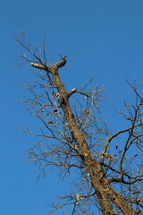 Naked branches of a tree on a blue sky background. Naked tree in winter 