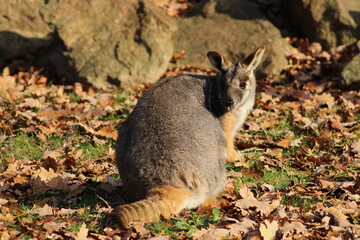 Two sitting Kangaroos, Petrogale xanthopus, The yellow-footed rock-wallaby, ring-tailed wallaby. Yellow-footed rock-wallaby, Petrogale xanthopus, or ring-tailed rock-wallaby, on rocky outcrop.
