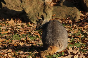 Fototapeta premium Two sitting Kangaroos, Petrogale xanthopus, The yellow-footed rock-wallaby, ring-tailed wallaby. Yellow-footed rock-wallaby, Petrogale xanthopus, or ring-tailed rock-wallaby, on rocky outcrop. 