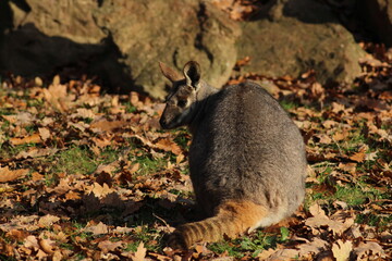 Naklejka premium Two sitting Kangaroos, Petrogale xanthopus, The yellow-footed rock-wallaby, ring-tailed wallaby. Yellow-footed rock-wallaby, Petrogale xanthopus, or ring-tailed rock-wallaby, on rocky outcrop. 