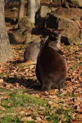 Swamp Wallaby, Wallabia bicolor, is one of the smaller kangaroos. This wallaby is also commonly...