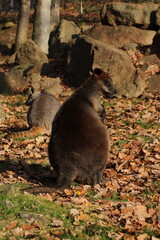 Naklejka premium Swamp Wallaby, Wallabia bicolor, is one of the smaller kangaroos. This wallaby is also commonly known as the black wallaby 