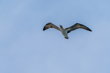 Peruvian boobies flying in the blue sky
