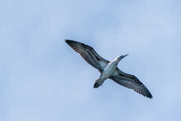 Peruvian boobies flying in the blue sky