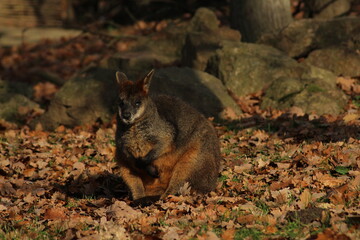 Swamp Wallaby, Wallabia bicolor, is one of the smaller kangaroos. This wallaby is also commonly...