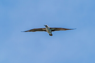 Peruvian boobies flying in the blue sky
