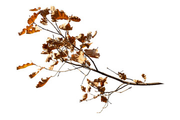Large branch of old oak tree on white background