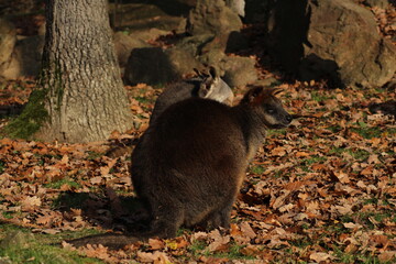 Swamp Wallaby, Wallabia bicolor, is one of the smaller kangaroos. This wallaby is also commonly...