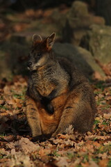 Swamp Wallaby, Wallabia bicolor, is one of the smaller kangaroos. This wallaby is also commonly known as the black wallaby
