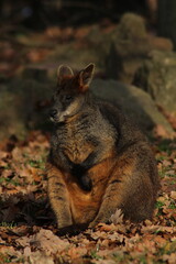 Swamp Wallaby, Wallabia bicolor, is one of the smaller kangaroos. This wallaby is also commonly known as the black wallaby

