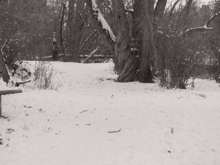 Black and white forest scene