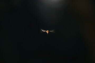 fly stay in the air
