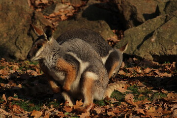 Two sitting Kangaroos, Petrogale xanthopus, The yellow-footed rock-wallaby, ring-tailed wallaby. Yellow-footed rock-wallaby, Petrogale xanthopus, or ring-tailed rock-wallaby, on rocky outcrop.
