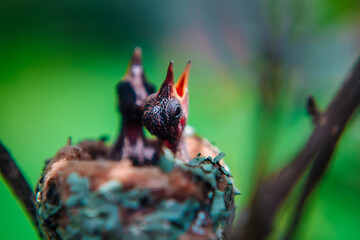 Hummingbird Nestlings: Perfect for Home Decor & Gifts. Bring the charm of nature into your space with these exquisite photos. Ideal for bird lovers and nature enthusiasts