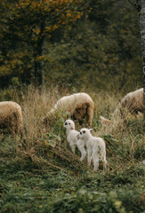 Sheeps  © Maja