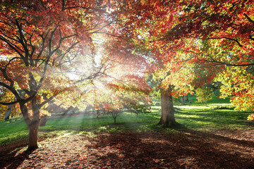 Obraz premium Sunlight beams through the pink and red leaves of the Japanese Maple tree, Acer palmatum, during the autumn.