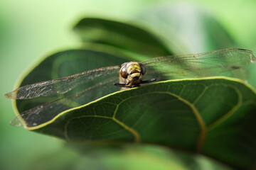 Beautiful dragonfly on green leaf outdoors, macro view