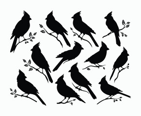 Obraz premium Beautiful Cardinal Silhouette Vector Collection Template