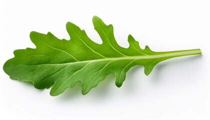 Single vibrant green arugula leaf isolated on white.