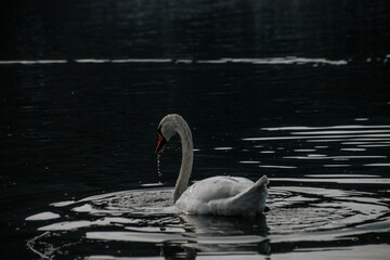 Schwan auf einem Hintergrund aus dunklem Wasser