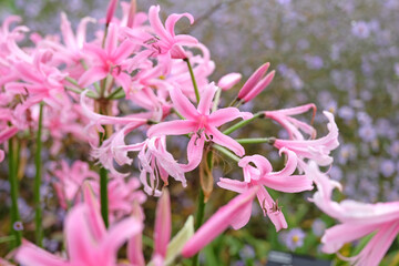 Pink Amarine tubergenii ‘Aphrodite’ also known as van Tubergen amarine in flower.