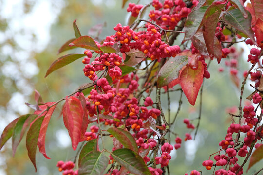 The red berries of Euonymus europaeus &lsquo;Red Cascade&rsquo;, or Spindle tree in fall.