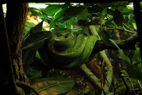 Green tree python (Morelia viridis) sorong locality. The green tree python (Morelia viridis) is a species of snake in the family Pythonidae. it is a bright green snake, living generally in trees.
