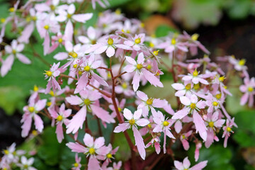 Pink Saxifraga ‘Sibyll Trelawney JP’, also known as Saxifrage, in flower.