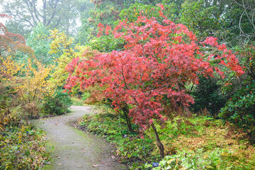 Fototapeta premium The red autumn foliage Acer palmatum, Japanese maple ‘Sumi nagashi’.