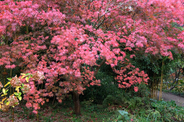 The red autumn foliage Acer palmatum, Japanese maple ‘Shojo shidare’.