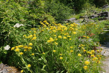 Blumen und Stauden im Botanischen Garten in Kiel