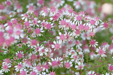 Dainty white and pink Aster lateriflorus ‘Lady In Black’ in flower.