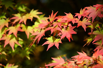 The orange and pink autumn foliage Acer palmatum, Japanese maple ‘Orange Dream’.