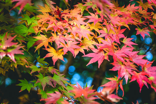 The orange and pink autumn foliage Acer palmatum, Japanese maple ‘Orange Dream’.