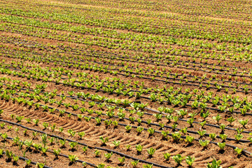 cabbage field in the south of Israel