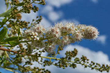 Willow-leaved spirea (Lat. Spiraea salicifolia). Close-up of a flowering inflorescence of willow-leaved spirea on a background of green foliage.